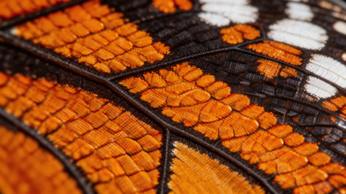 Strikingly Detailed 3K Resolution Output